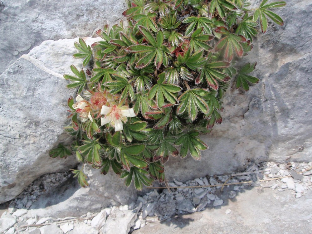 Potentilla caulescens